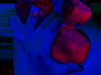 Quiver GIF by Dora Jar