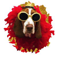 Good Looking Basset Hound Sticker