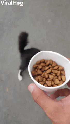 Impatient Kitty Canβt Wait for Its Food
