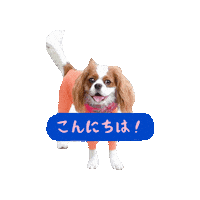 Cavalierkingcharlesspaniel Sticker