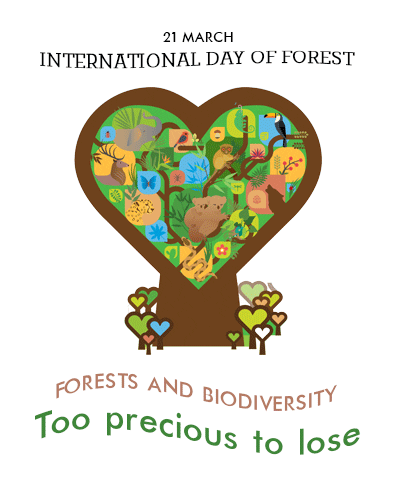 United Nations Forests GIF by FAO