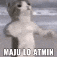 Cat Admin GIF