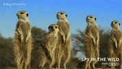 bbc one GIF by BBC
