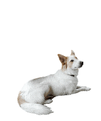 agriturismolarinaldina love dog animals hearts Sticker