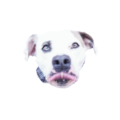 Walkingdogtraining giphyupload giphythatsgonnabeanofrommedawg dogtraining pittie Sticker