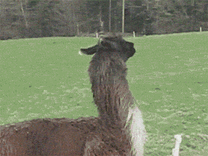 prancing GIF