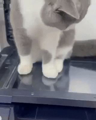cuteanimalland giphyupload GIF