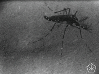 black and white digital humanities GIF by Okkult Motion Pictures