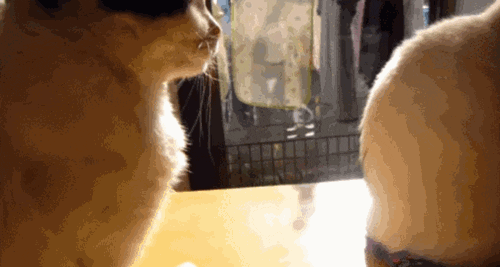 Excuse Me Cat GIF