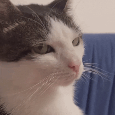 monkeycatluna crunchycatluna crunchycat luna judgy cats cat GIF