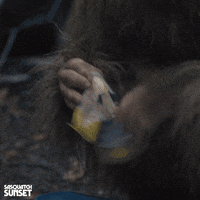 Jesse Eisenberg Bigfoot GIF by Bleecker Street