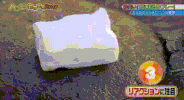 panda trash GIF