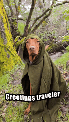 Greetings Traveler GIF
