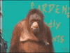 trick orangutan GIF