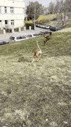 Happy Rhodesian Ridgeback GIF by #nikaachris