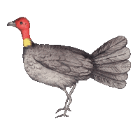 Bird Turkey Sticker