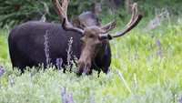 Utah Moose Munches on Wildflowers as Sunday Treat