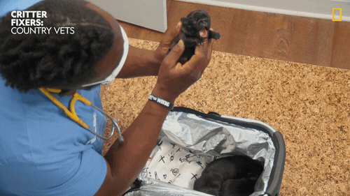 Happy Baby GIF by Nat Geo Wild