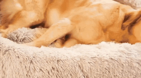 giphyupload GIF