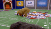 Dogs Love GIF by Puppy Bowl