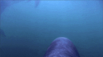 marine life dolphins GIF by ThirteenWNET