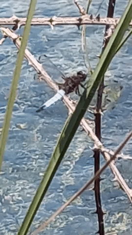 Simongip giphyupload GIF