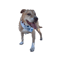 Toy Story Dog Sticker by Geekster Pets