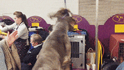 dog GIF by Westminster Kennel Club
