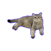 British Shorthair Cat Sticker