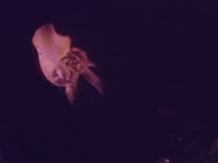Merry Go Round Dancer GIF by Stray Fossa