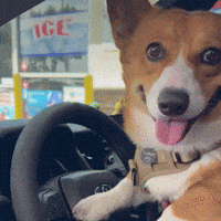 lukacorgibread corgi luka lukacorgibread luka corgi bread GIF