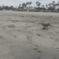 Long Beach Corgi GIF