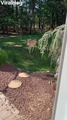Deer Eagerly Await Their Morning Meal
