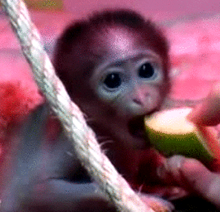 babies monkeys GIF by Cheezburger