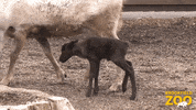 Christmas Baby GIF by Brookfield Zoo