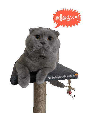 Ne Bakıyon Dayı Dayı Sticker