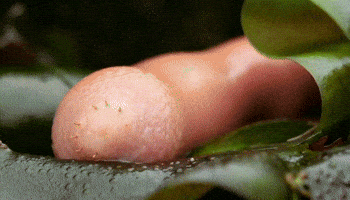 Yoga Puts GIF