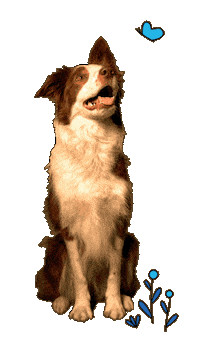 Dog Car Sticker by Zurich Schweiz