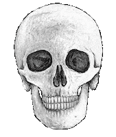 halloween skull Sticker