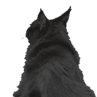 Kitty Kat Cat Sticker by Trafikkforsikringsforeningen