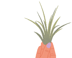 airplantshop water spray airplant tillandsia spray water Sticker