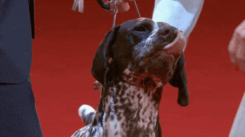 Hungry Dog Show GIF by American Kennel Club