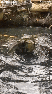 Monitor Lizards Hug It Out