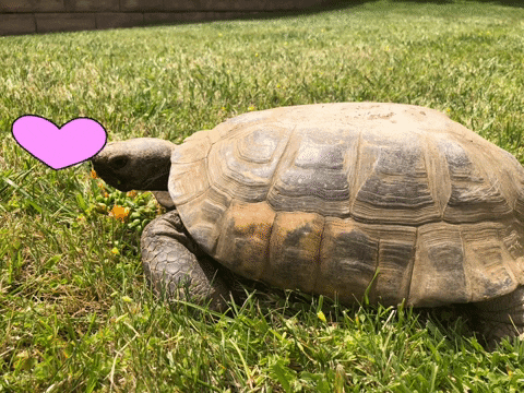 cockrill tortoise love love turtle love my shell love tortoises GIF