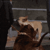 french bulldog dog GIF by CBC