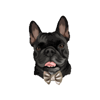 Dog Bulldog Sticker by Pickle's Pawtraits