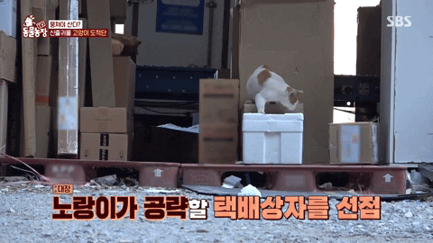 c742c96ae50b453ca3fb75a1c5021c8c giphyupload GIF