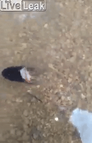 yj_jane giphygifmaker GIF