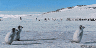 Penguin Running GIF