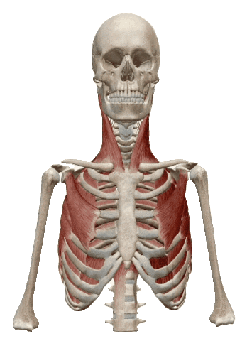physiocentermx giphyupload physiocentermx intercostalesexternos Sticker